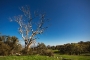 dead tree pinnacle